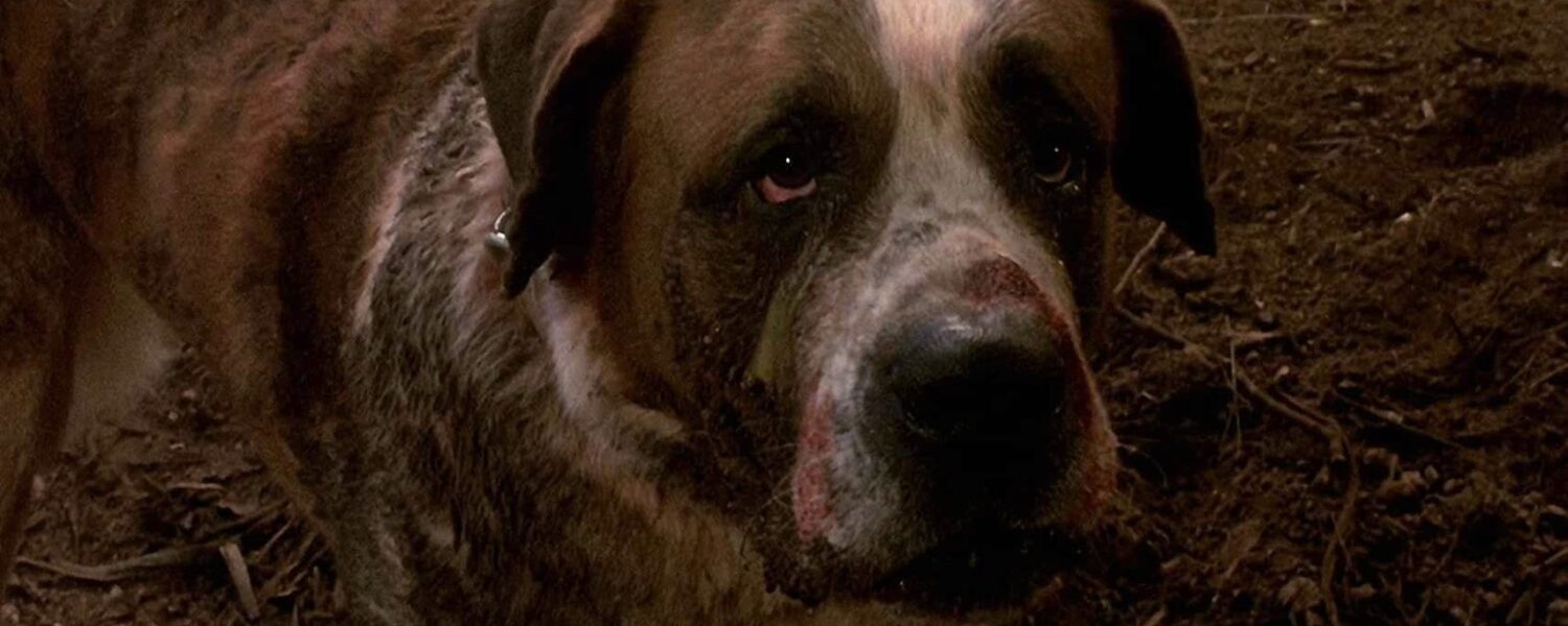 A Brutalidade animal de &ldquo;Cujo&rdquo;